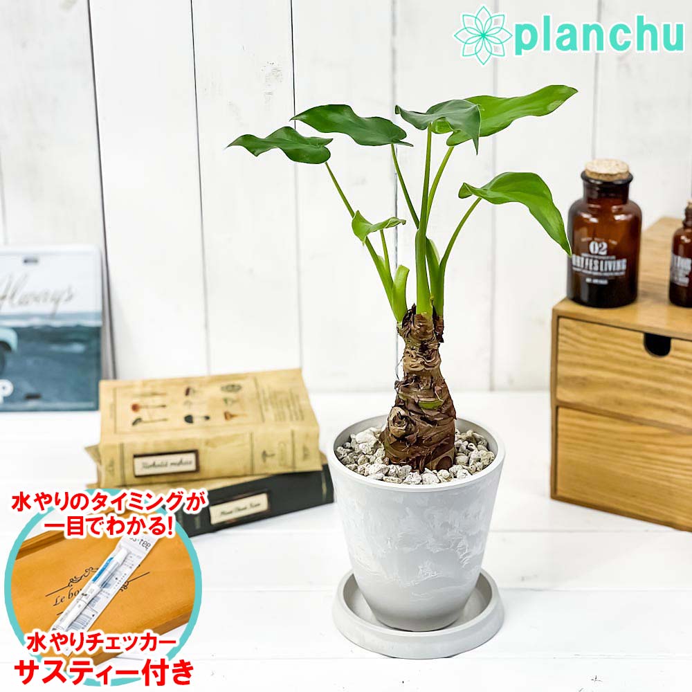 楽天市場】【お試し】クワズイモ（出世芋） 白色 4号 アロカシア