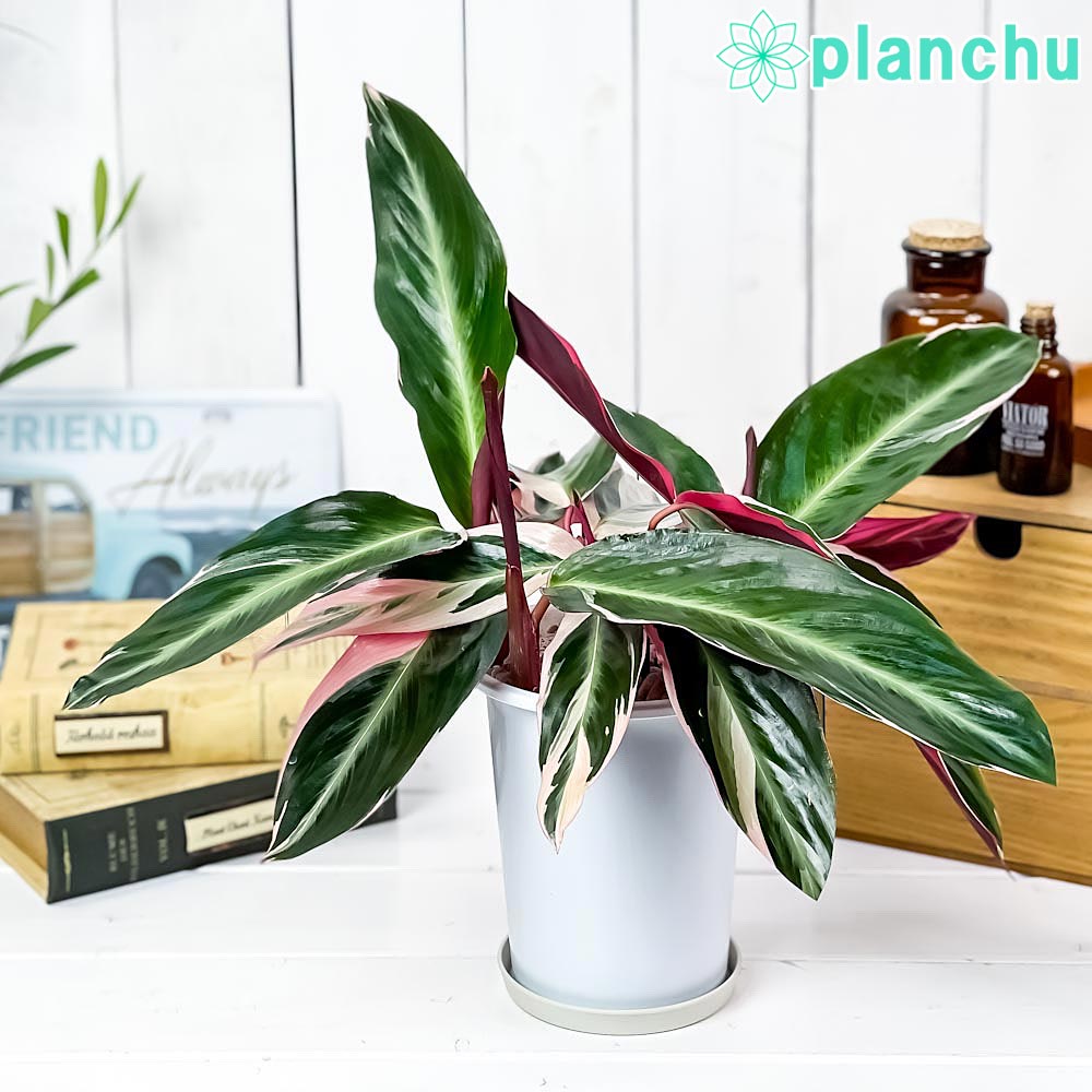 フィロデンドロン、クルエンタム PLANCHU 観葉植物 フィロデンドロン クルエンタム 6号鉢 受け皿