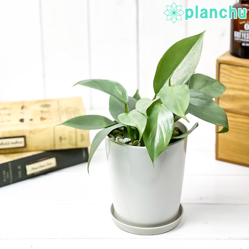 楽天市場】PLANCHU 観葉植物 フィロデンドロン グリーンプリンセス 3.5号鉢 受け皿付き 育て方説明書付き Philodendron  'Green Princess' アロイド : プランチュ 楽天市場店