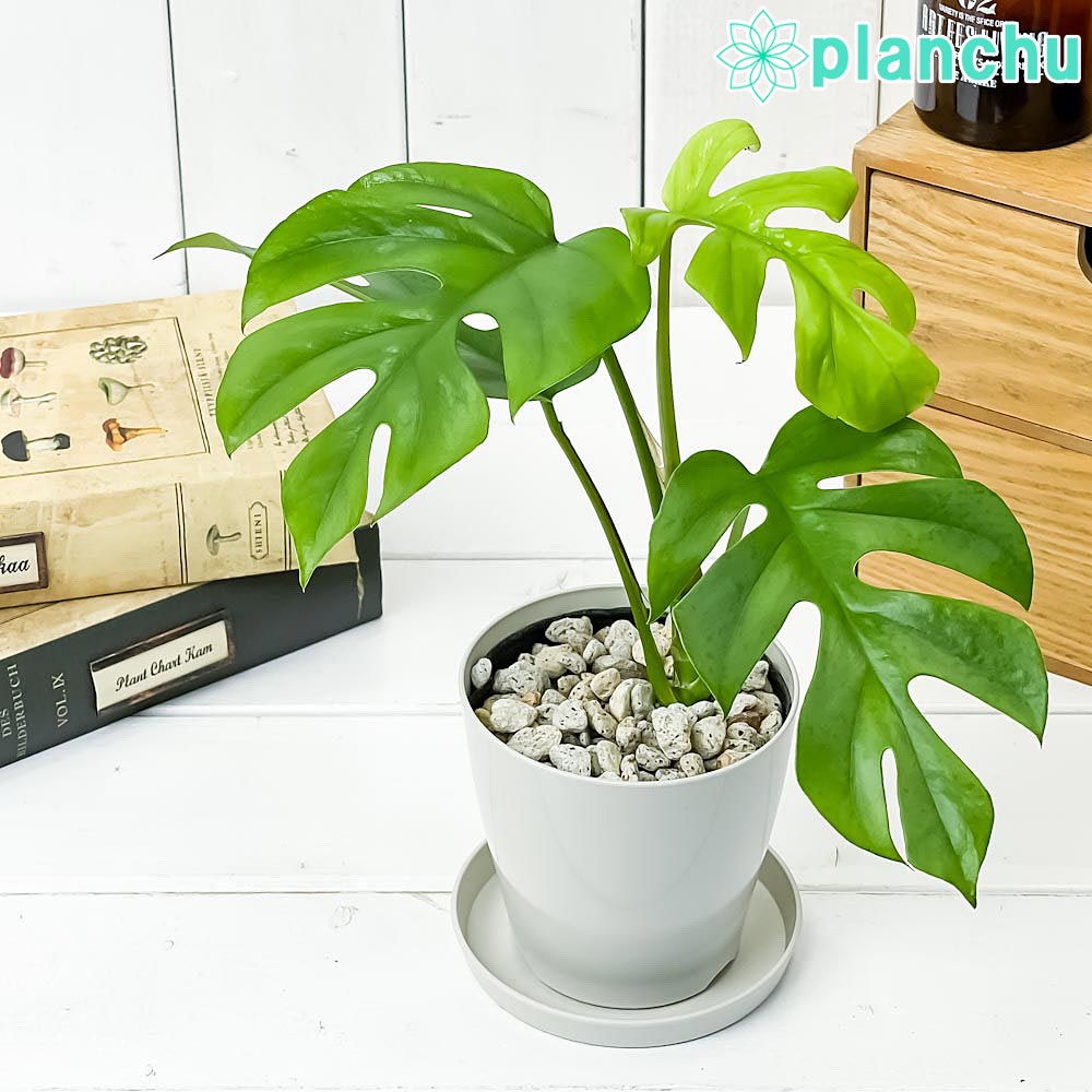 楽天市場】PLANCHU 観葉植物 シェフレラ アルボリコラ