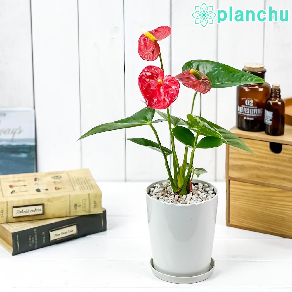 楽天市場】PLANCHU 観葉植物 アンスリウム ミスティーク 4号鉢 楽天市場】PLANCHU 観葉植物 アンスリウム ミスティーク 4号鉢