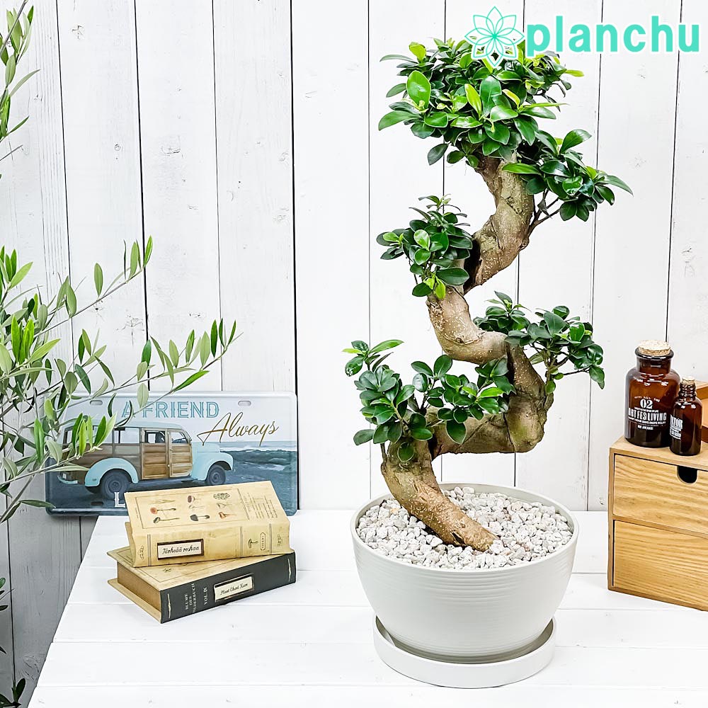 観葉植物 フィカス　ガジュマル 楽天市場】PLANCHU 観葉植物 ガジュマル 太幹大株 8号平鉢 受け皿付き