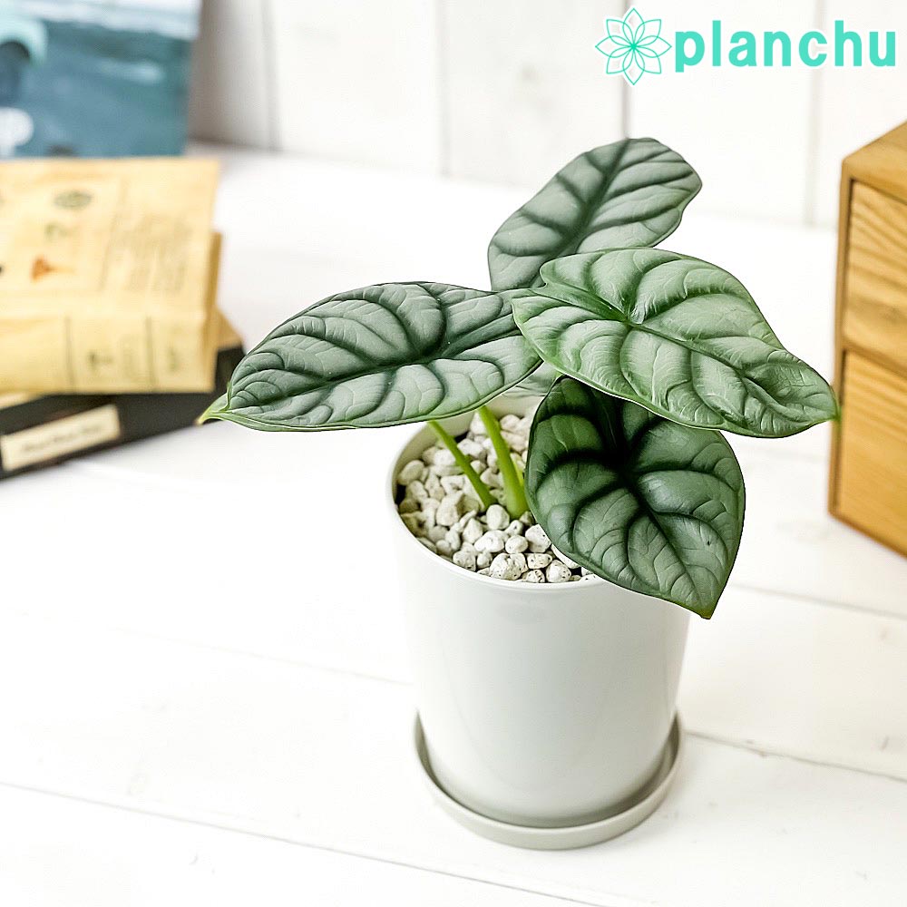 楽天市場】PLANCHU 観葉植物 アロカシア ラウテルバキアナ 4号鉢