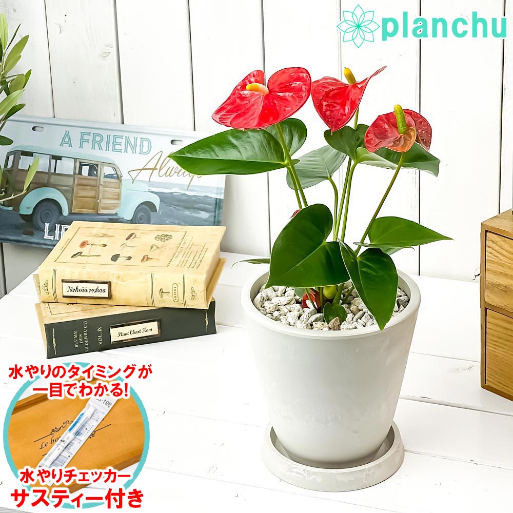 楽天市場】ミニアンスリウム レッド ブリキマグカップ植え 専用