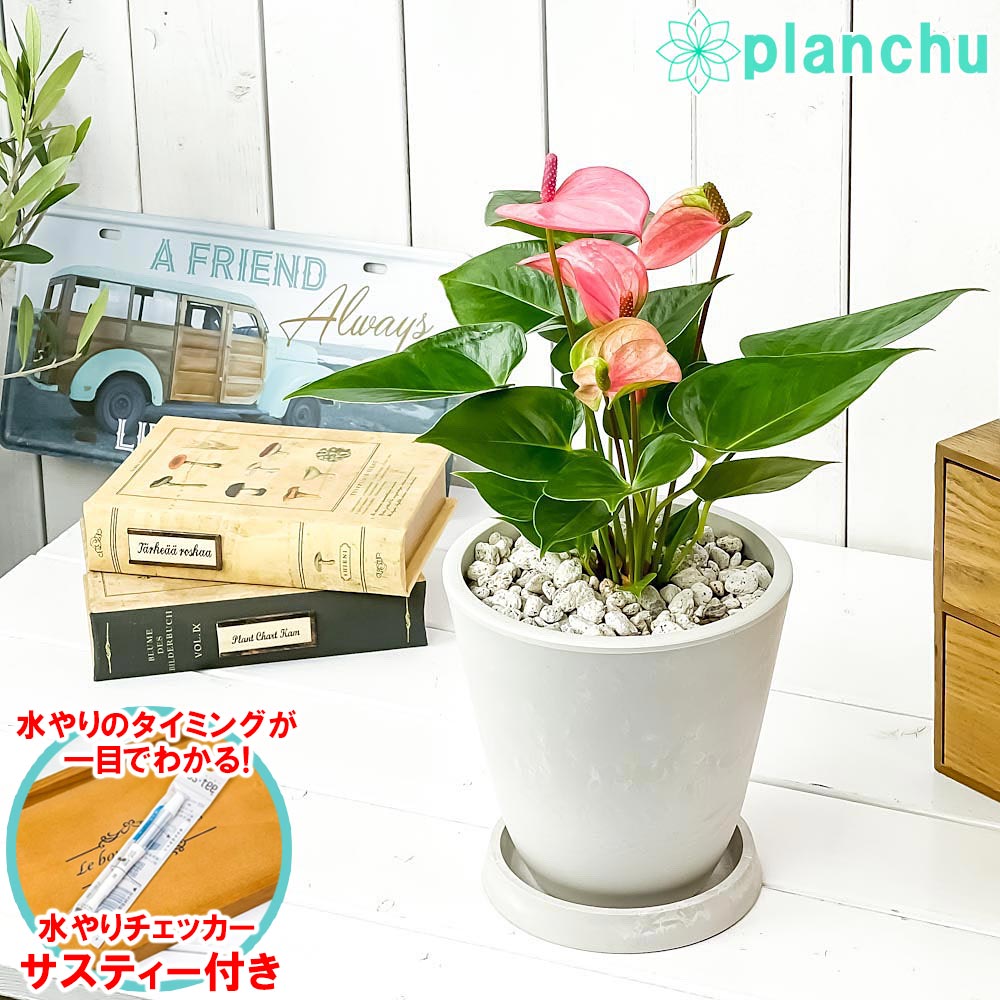 楽天市場】PLANCHU 観葉植物 アンスリウム ピンク 4号鉢 受け皿付き