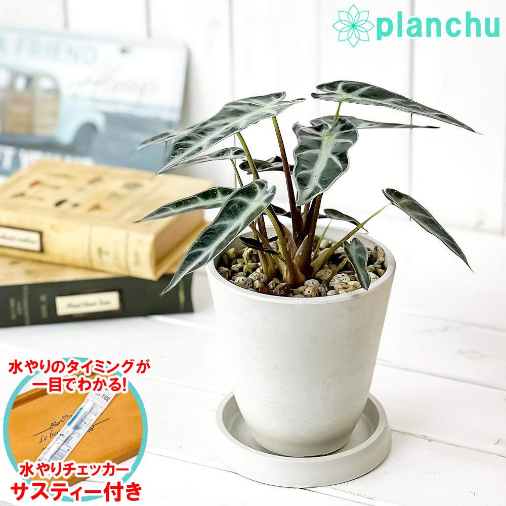 楽天市場】PLANCHU 観葉植物 アロカシア アマゾニカ ポリー 6号鉢