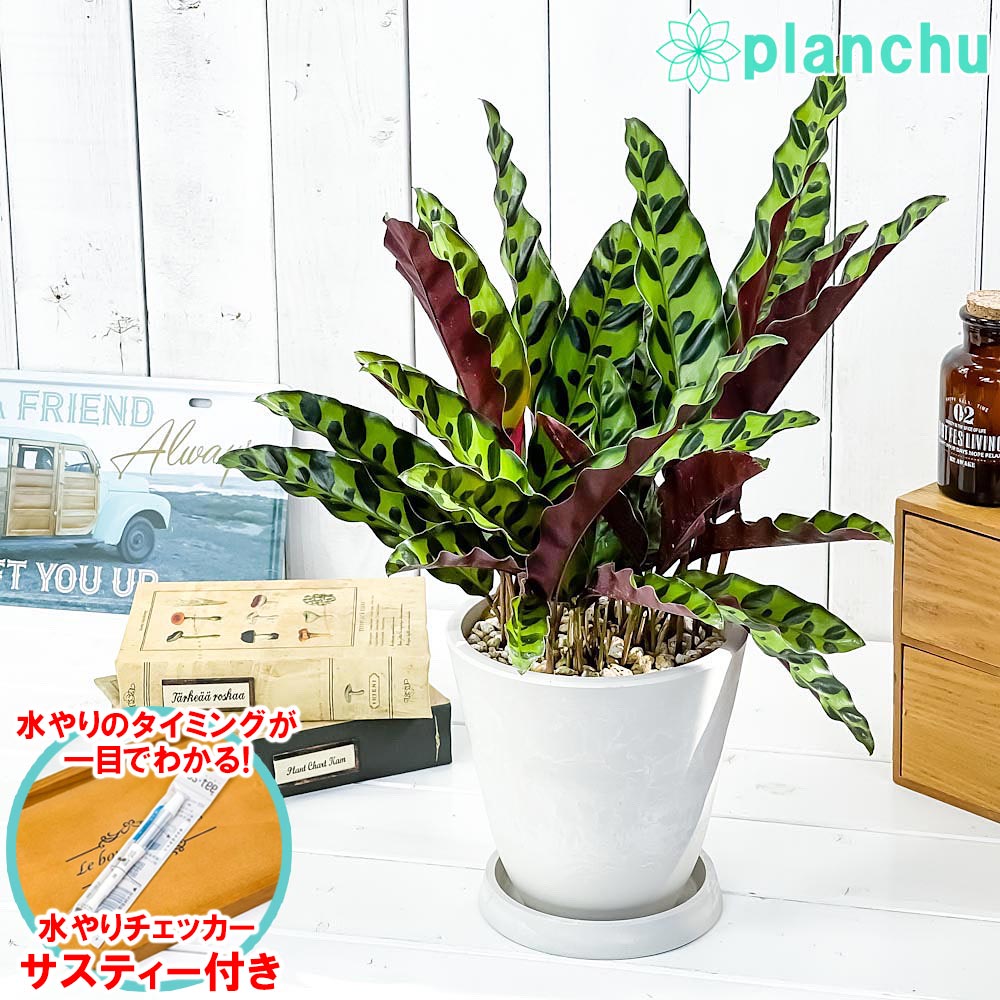 楽天市場】PLANCHU 観葉植物 カラテア サンデリアーナ 4号鉢 受け皿付き 育て方説明書付き Calathea ornata  'Sabderiana' : プランチュ 楽天市場店