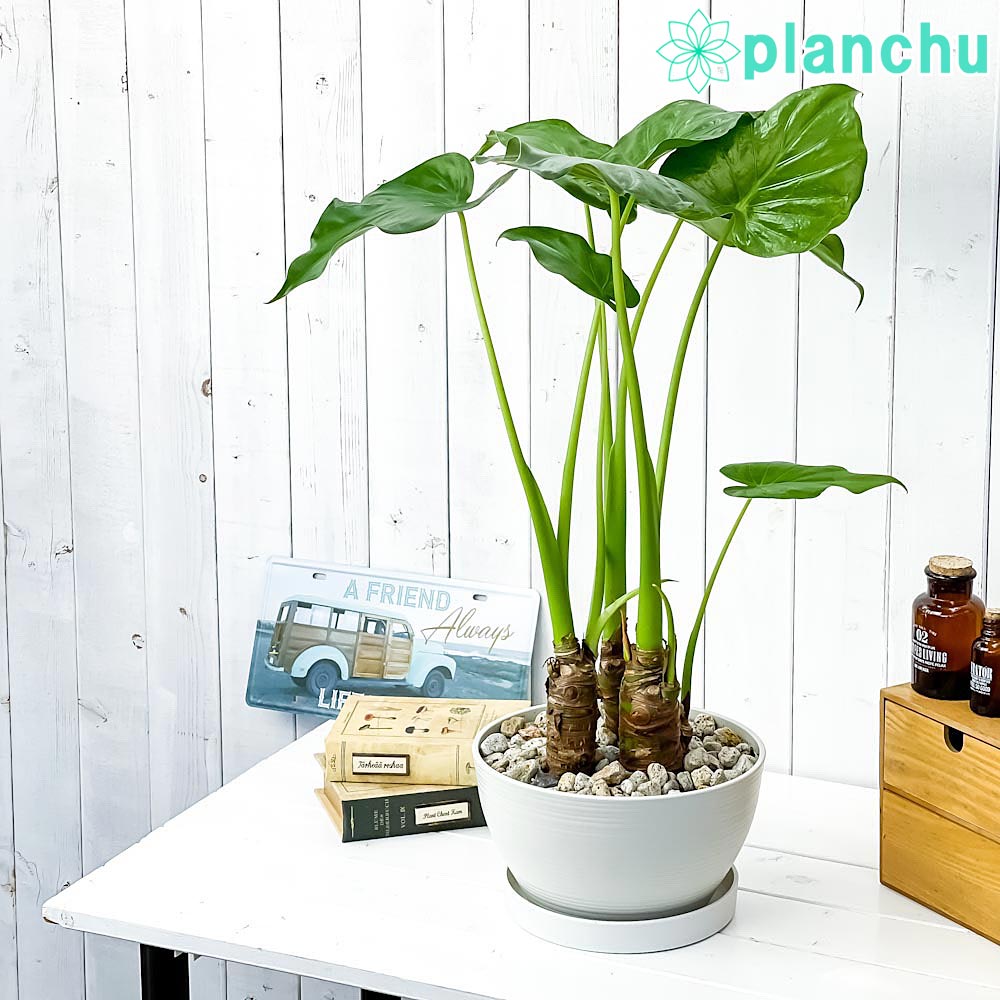 楽天市場】PLANCHU 観葉植物 アロカシア アマゾニカ ポリー 6号鉢