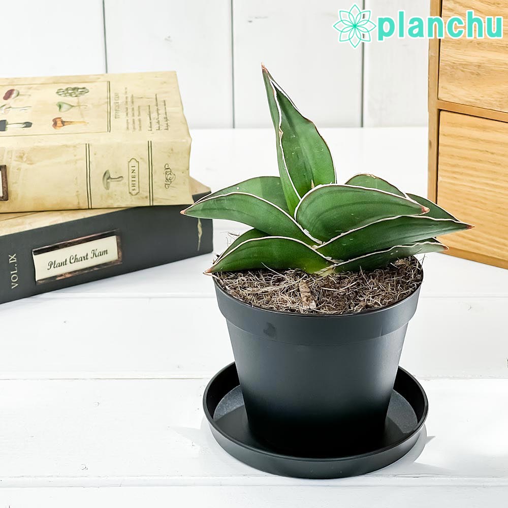 楽天市場】PLANCHU 観葉植物 サンセベリア ハイブリッド 3号鉢 受け皿