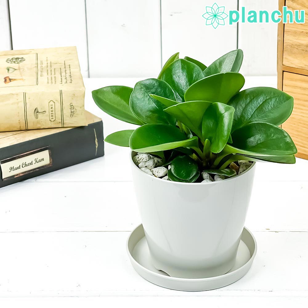 楽天市場】PLANCHU 観葉植物 パキラ ネジリ 実生株 4号鉢 受け皿 楽天市場】PLANCHU 観葉植物 パキラ ネジリ 実生株 4号鉢 受け皿