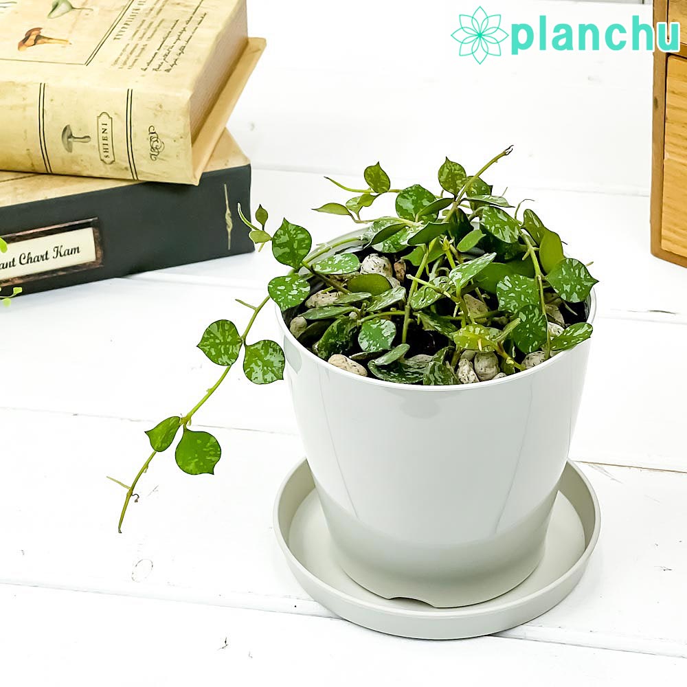 ホヤ カルノーサグリーン　花座付き　特大株　7号鉢　受け皿付き ホヤ カルノーサグリーン 花座付き 特大株 7号鉢 受け皿付き ホヤ