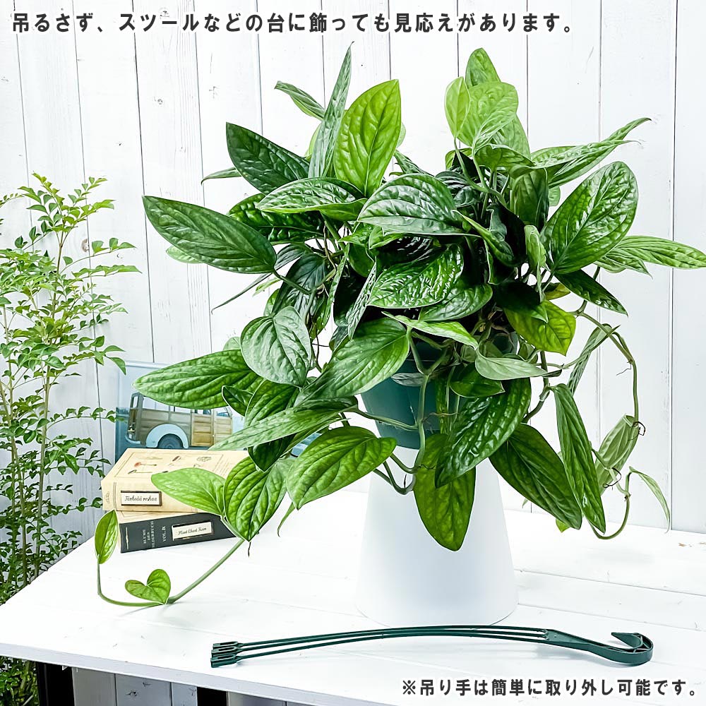 現品販売です。高さ約90㎝モンステラ・シャトルジェイコック・タワー仕立て８号鉢 モンステラ・ジェイドシャトルコック。堂々6号サイズ | [公式]e-花屋さん