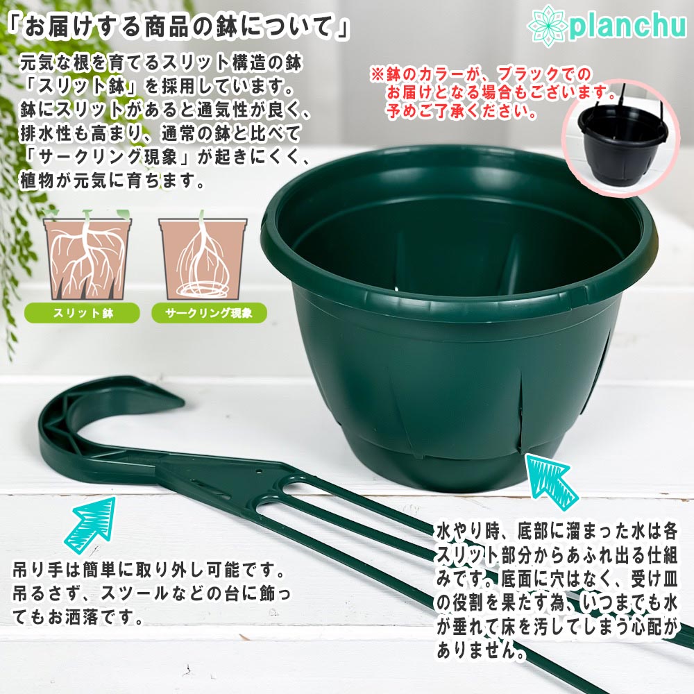 現品販売です。高さ約90㎝モンステラ・シャトルジェイコック・タワー仕立て８号鉢 PLANCHU 観葉植物 モンステラ ジェイドシャトルコック 7号吊り鉢 育て
