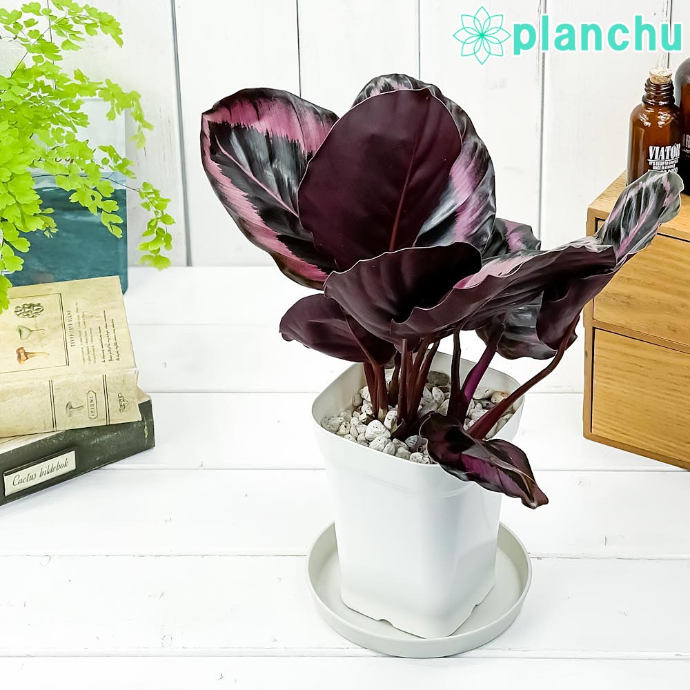 楽天市場】PLANCHU 観葉植物 カラテア サンデリアーナ 4号鉢 受け皿付き 育て方説明書付き Calathea ornata  'Sabderiana' : プランチュ 楽天市場店