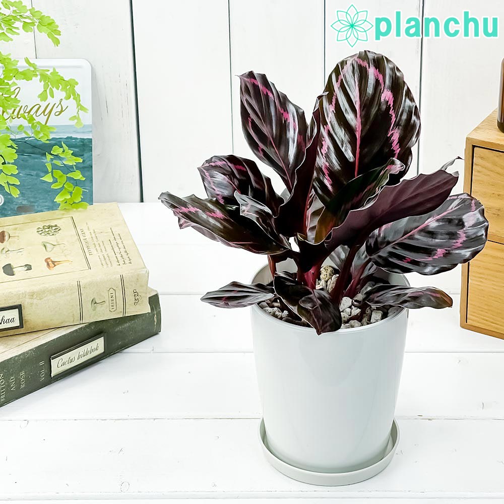 楽天市場】PLANCHU 観葉植物 クテナンテ グレイスター 6号鉢 受け皿