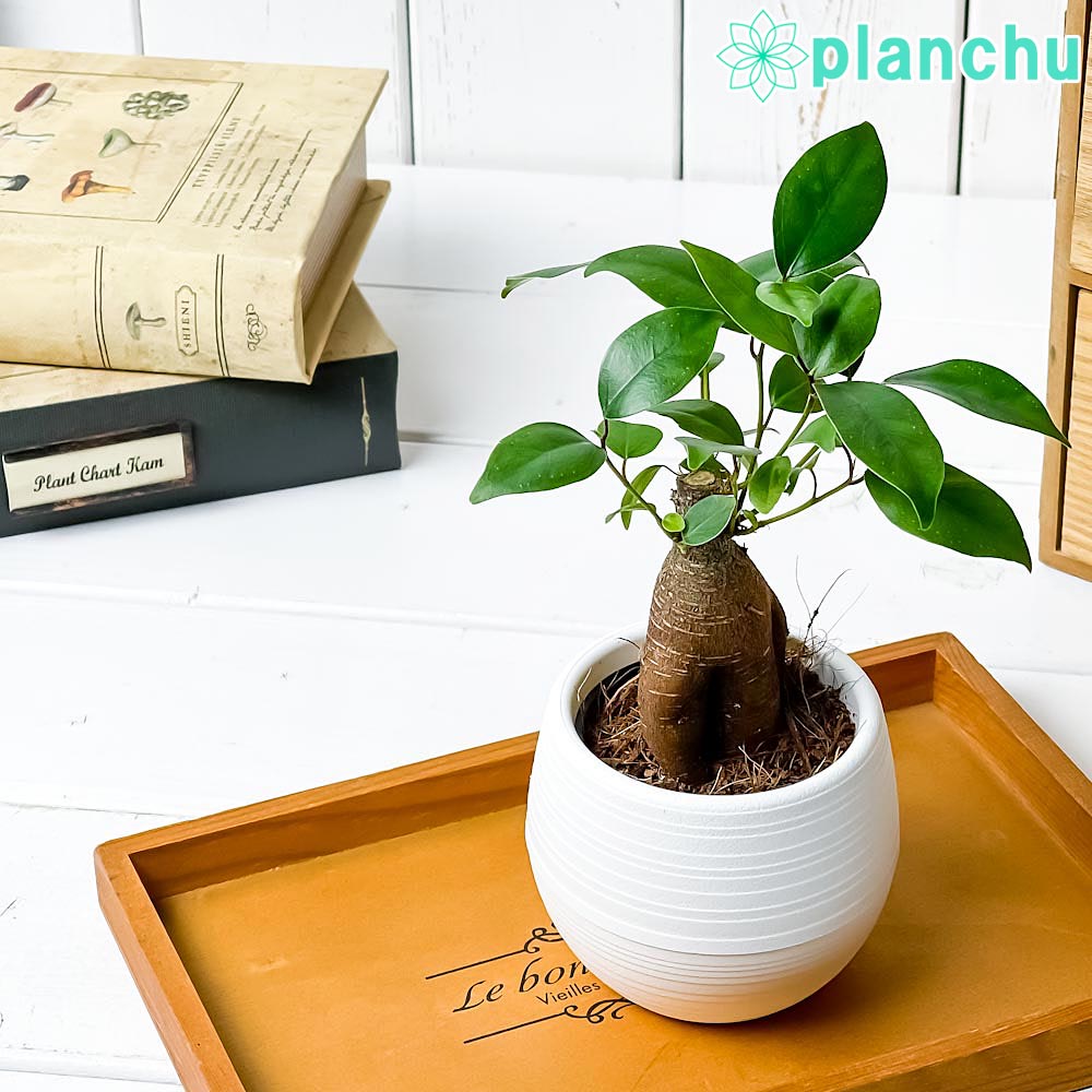 楽天市場】PLANCHU 観葉植物 ガジュマル 太幹大株 8号平鉢