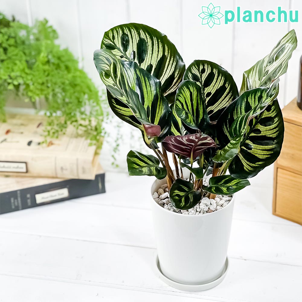 楽天市場】PLANCHU 観葉植物 マランタ ボスタス 6号鉢 受け皿付き 育て