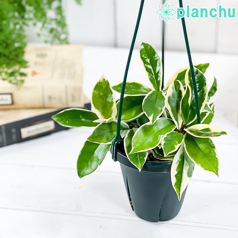 楽天市場】PLANCHU 観葉植物 ホヤ カルノーサ コンパクタ 4号