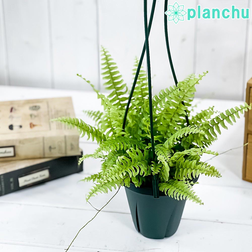 PLANCHU 観葉植物 ネフロレピス グリーンファンタジー 楽天市場】PLANCHU 観葉植物 ネフロレピス グリーンファンタジー
