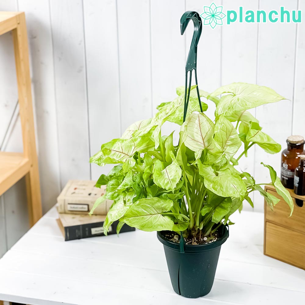その他観葉植物 hapiAnthurium subsignatum 楽天市場】PLANCHU 観葉植物 アスプレニウム アンティクム 5号鉢