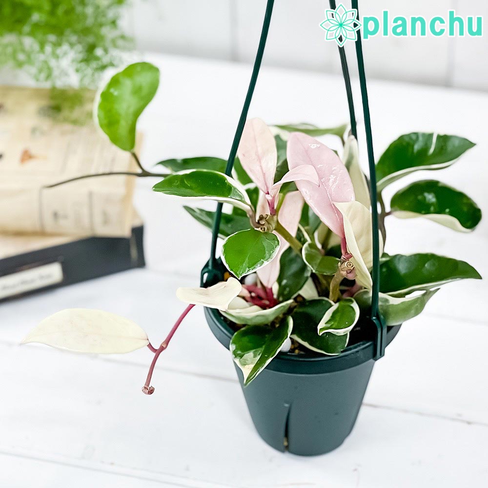 楽天市場】PLANCHU 観葉植物 ホヤ カルノーサ コンパクタ 4号 楽天市場】PLANCHU 観葉植物 ホヤ カルノーサ コンパクタ 4号