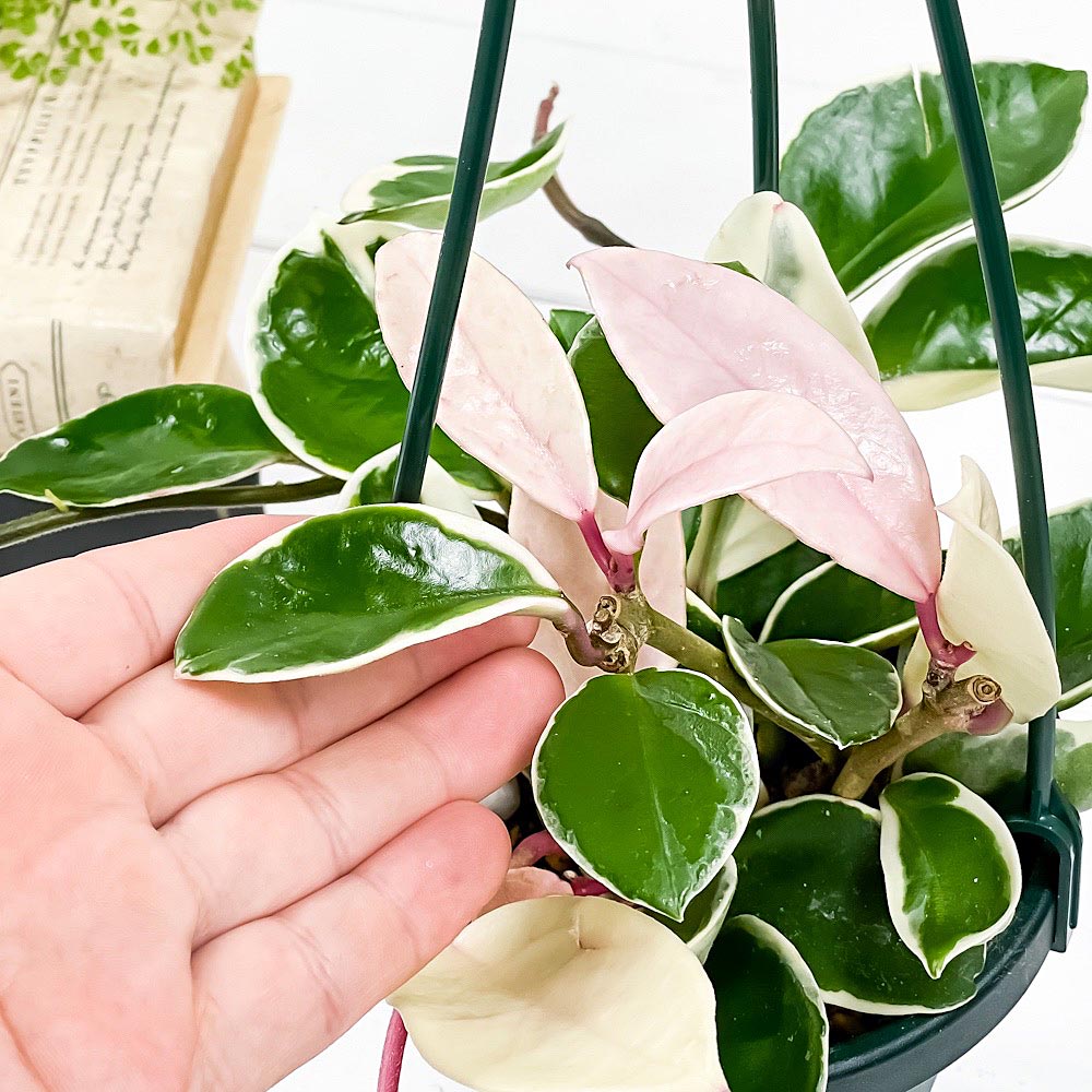 PLANCHU 観葉植物 ホヤ カルノーサ リップカラー 4号吊り鉢 育て PLANCHU 観葉植物 ホヤ カルノーサ リップカラー 4号吊り鉢 育て
