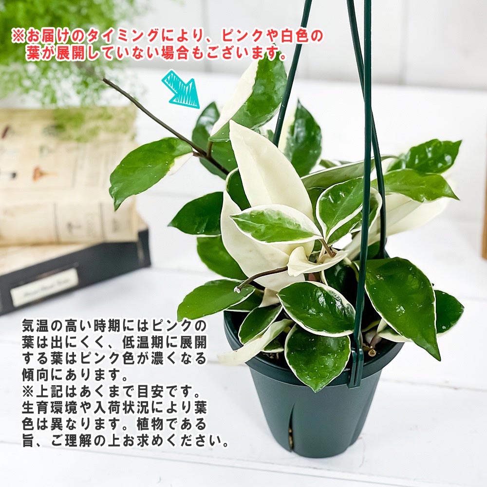 レア ホヤ カルノーサ AH074 シルバー サクララン 鉢花 吊鉢