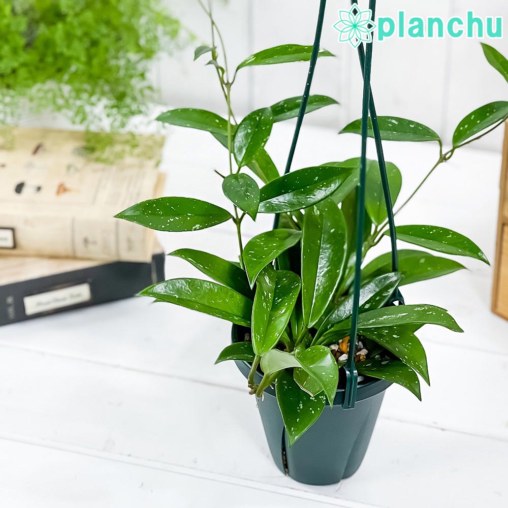 楽天市場】PLANCHU 観葉植物 ホヤ マチルダ 4号吊り鉢 育て方説明書