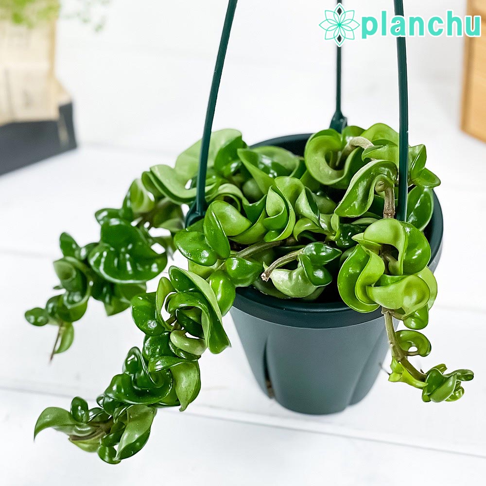楽天市場】PLANCHU 観葉植物 ホヤ マチルダ 4号吊り鉢 育て方