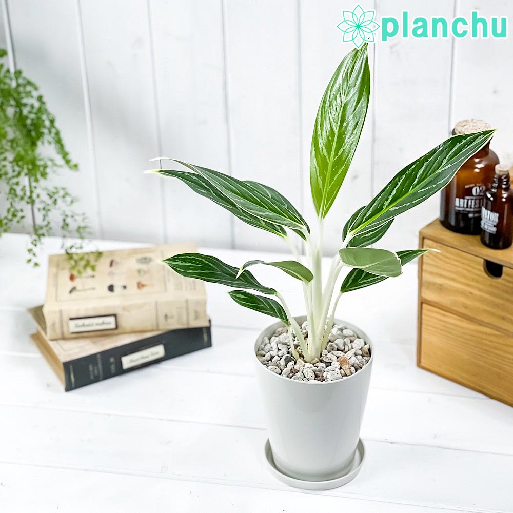 楽天市場】PLANCHU 観葉植物 アグラオネマ ビューティー 4号鉢 受け皿
