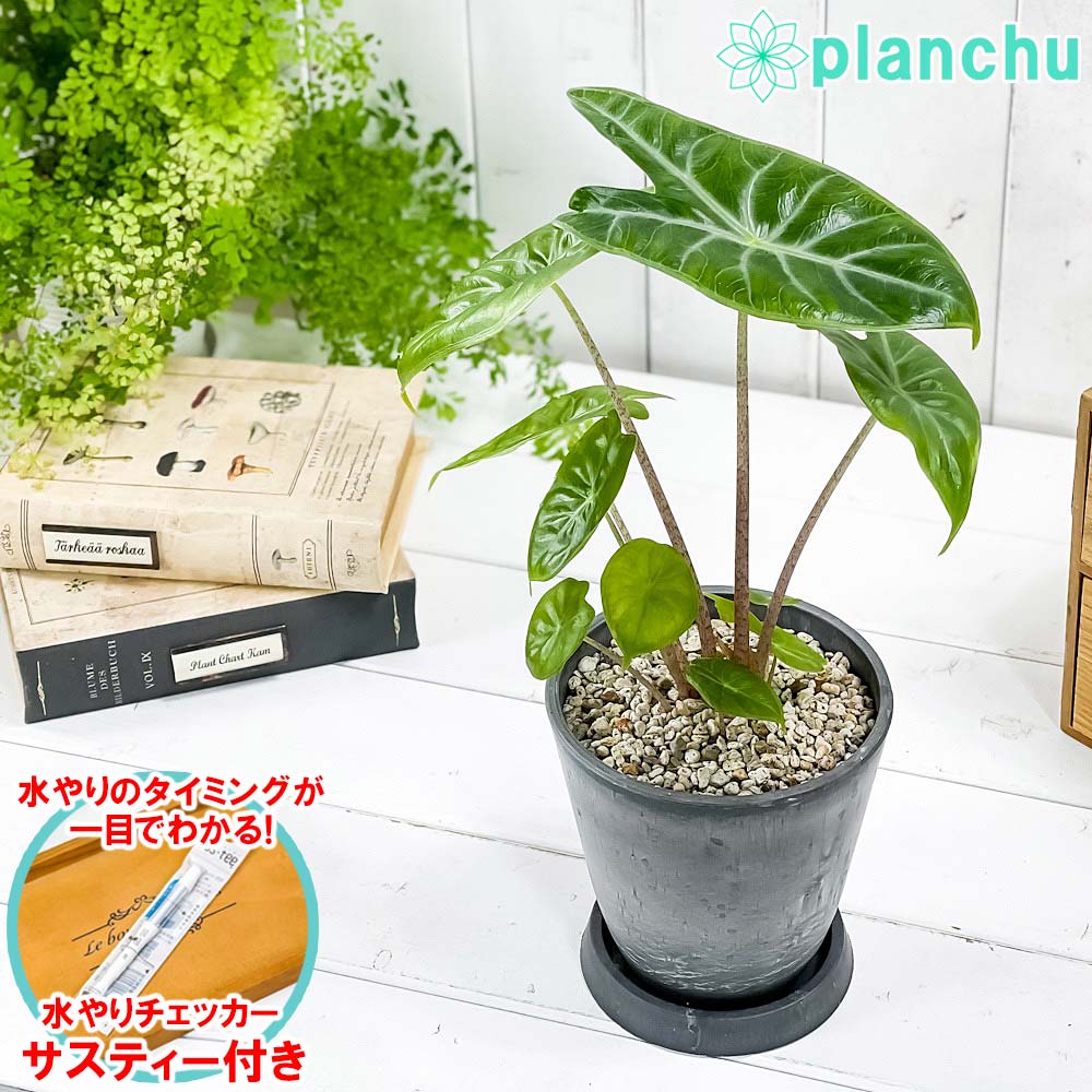 楽天市場】観葉植物 アロカシア フライングスクイード 9cmポット