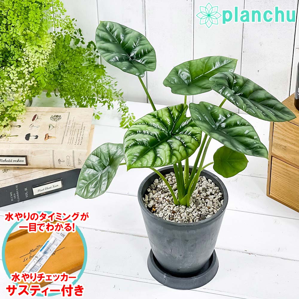 楽天市場】PLANCHU 観葉植物 アロカシア エレーン 4号鉢 受け皿付き