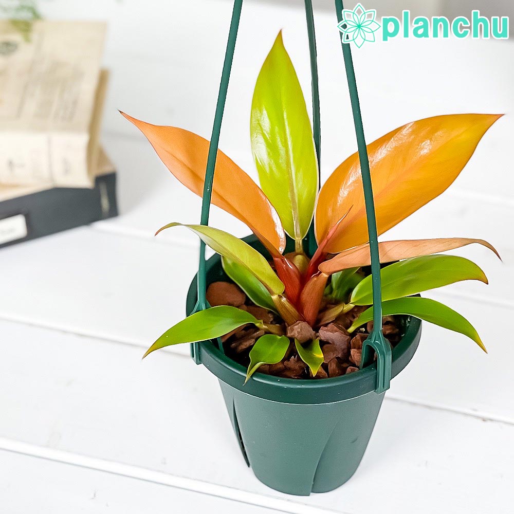楽天市場】PLANCHU 観葉植物 フィロデンドロン パライソベルデ 4