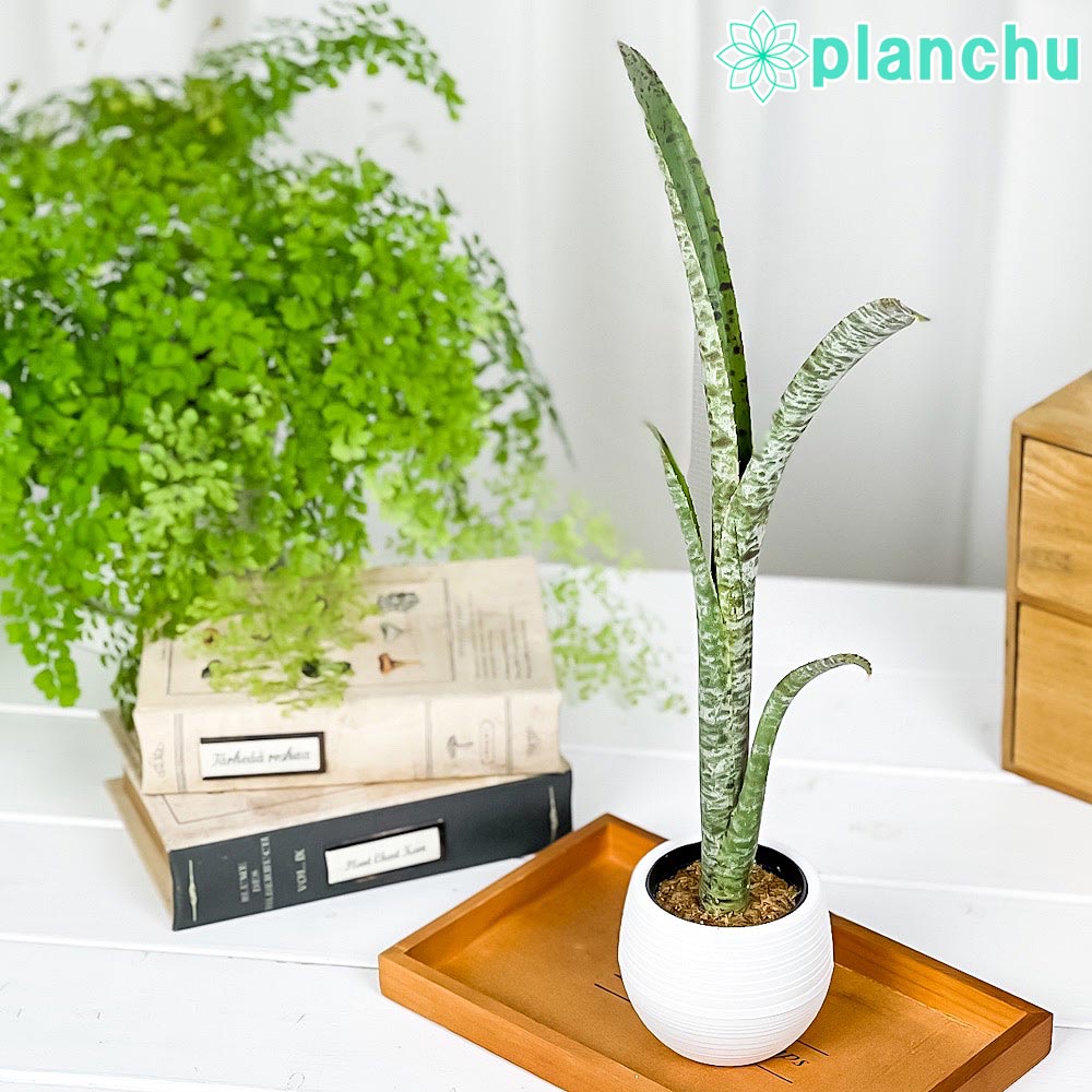 楽天市場】(現品) ケスネリア 'ラファエルオリベイラ' (No.62395