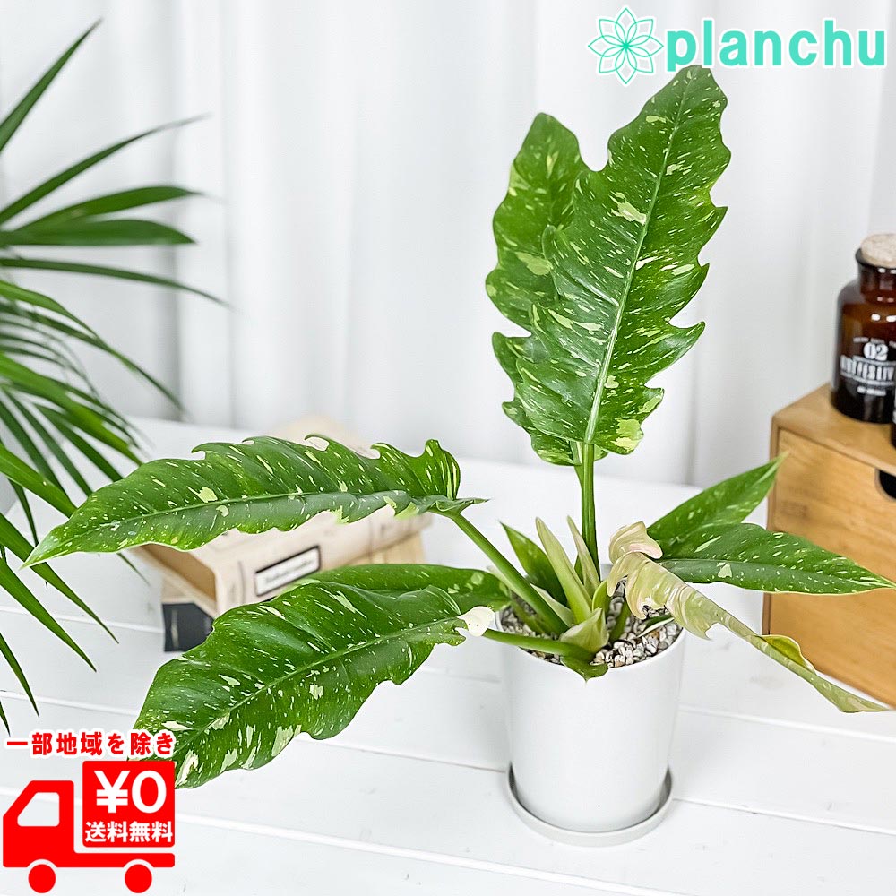 楽天市場】PLANCHU 観葉植物 フィロデンドロン フロリダゴースト
