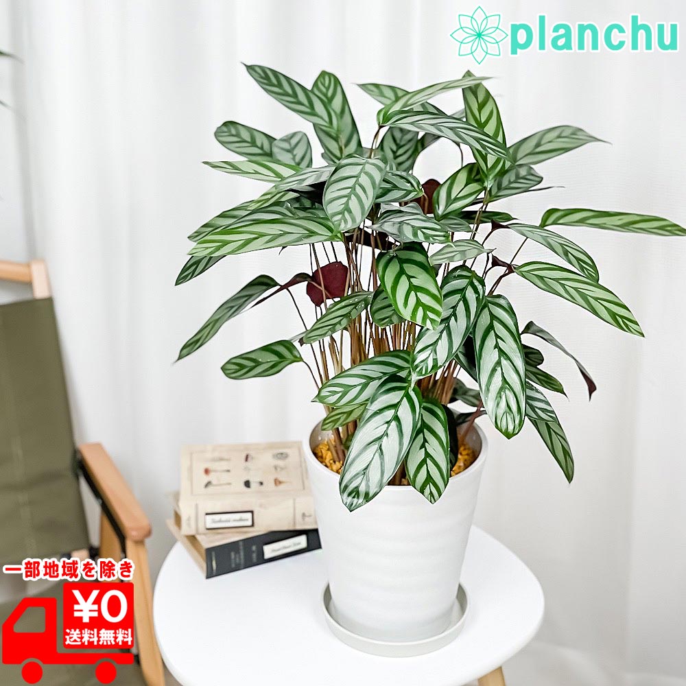 楽天市場】PLANCHU 観葉植物 クテナンテ グレイスター 6号鉢