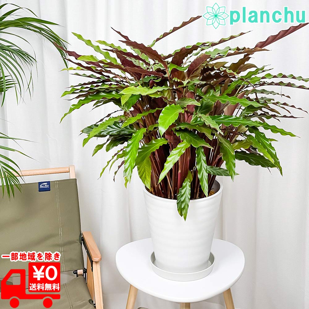 PLANCHU 観葉植物 カラテア ルフィバルバ 8号鉢 受け皿付き 育て方説明書付き Calathea rufibarba 大鉢 大株 充実株