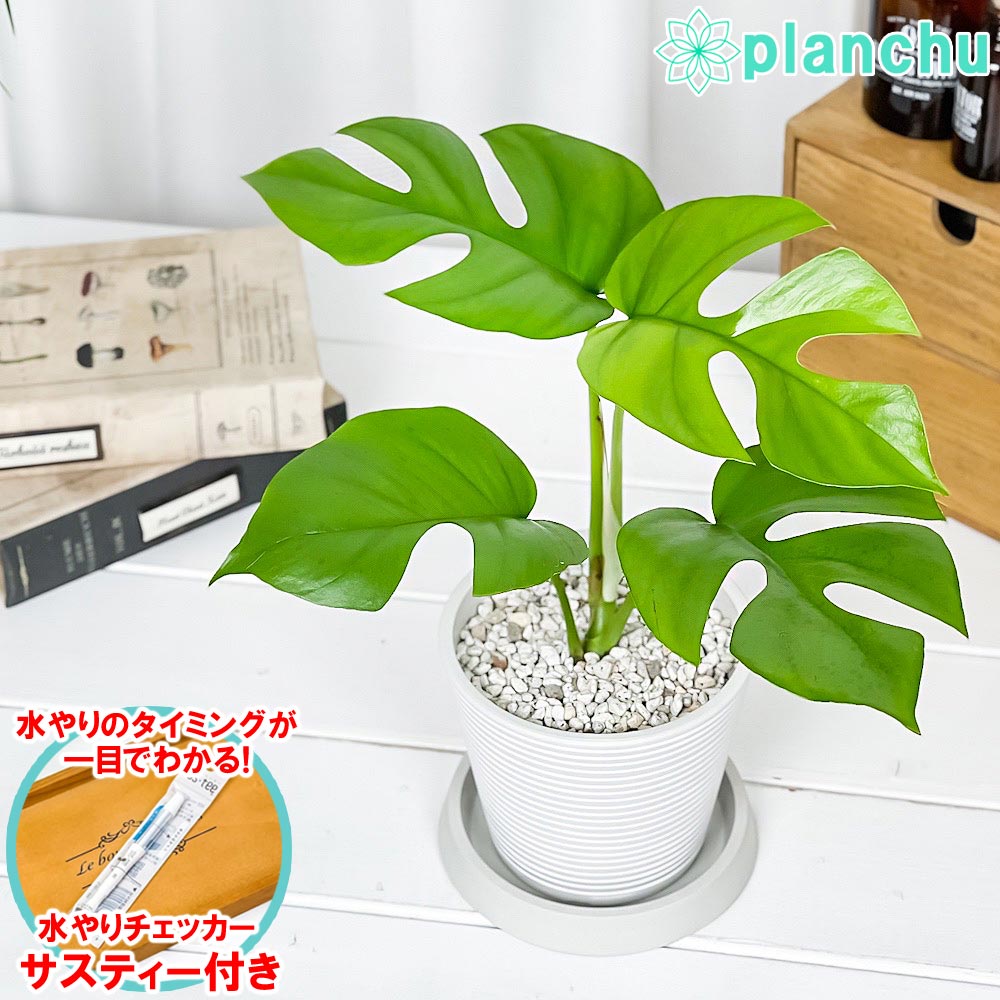楽天市場】PLANCHU 観葉植物 ヒメモンステラ 7号吊り鉢 育て方説明書