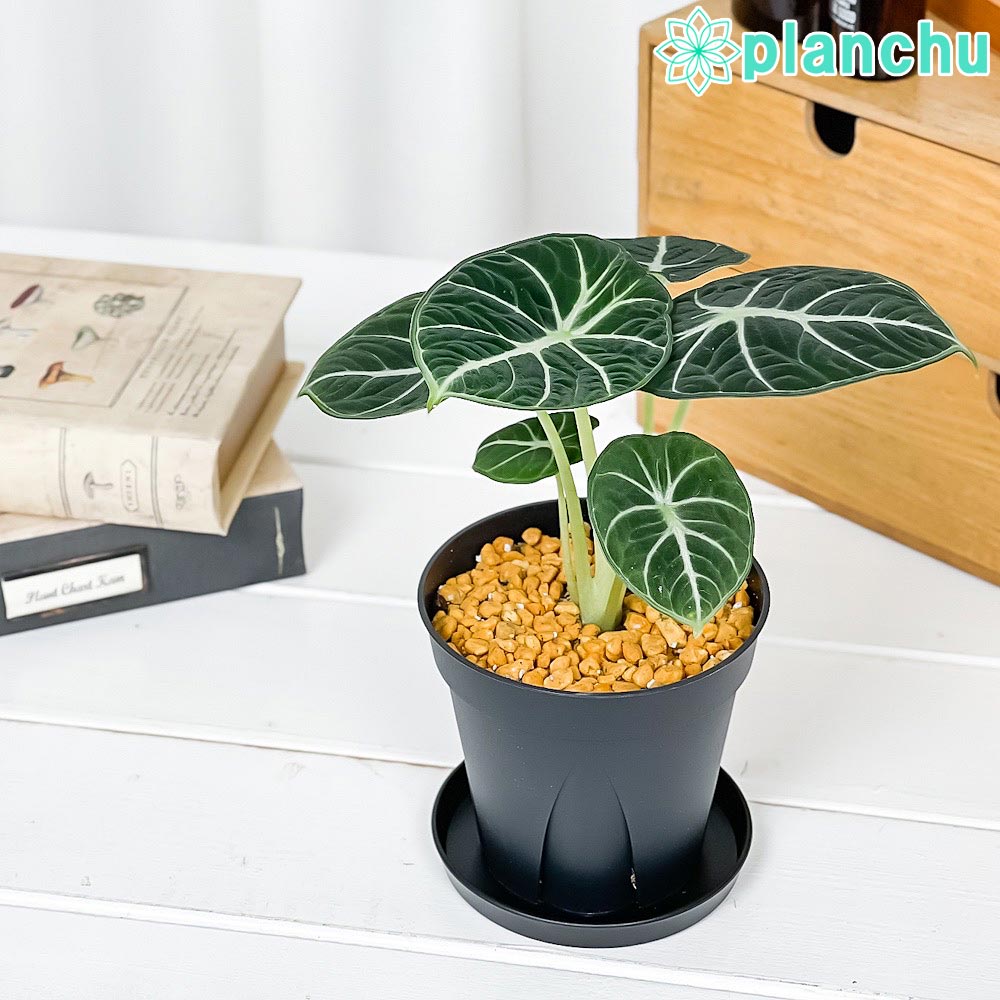 ちるちるさん【アロカシア・マクロリザ　albo var./シヌアータ】 Alocasia Macrorrhiza Variegated and Anthurium Renaissance Plants