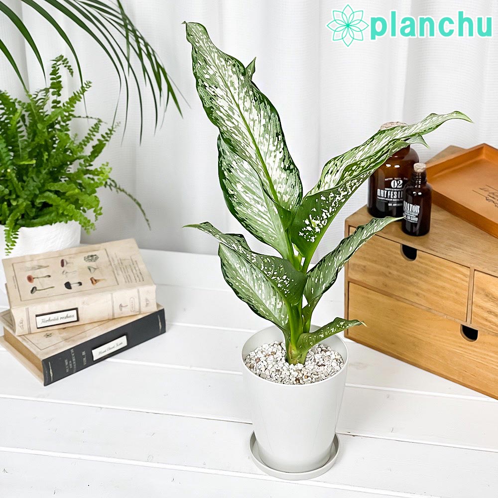楽天市場】PLANCHU 観葉植物 ディッキア グランマルニエホワイトフォ