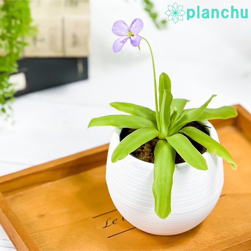 楽天市場】PLANCHU 食虫植物 ネペンテス アラタ ヒスイ 5号吊り