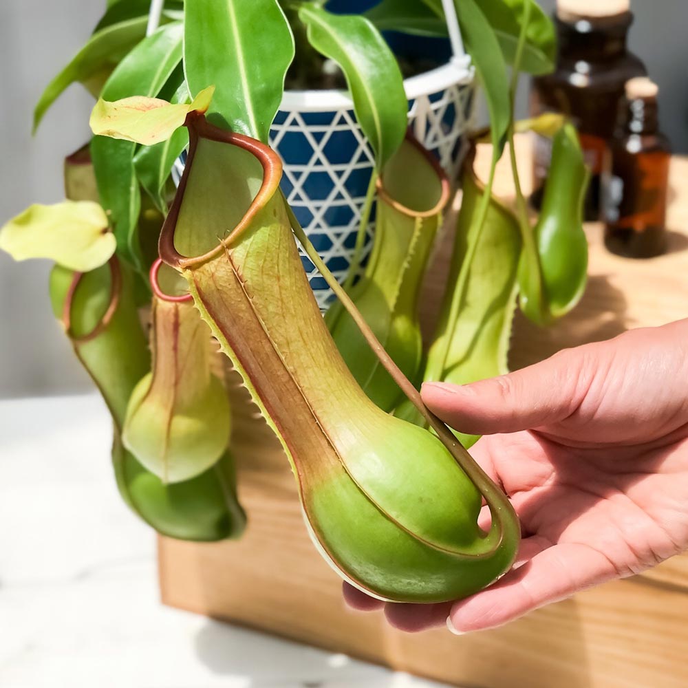楽天市場】PLANCHU 食虫植物 ネペンテス ダイエリアナ 5号吊り鉢