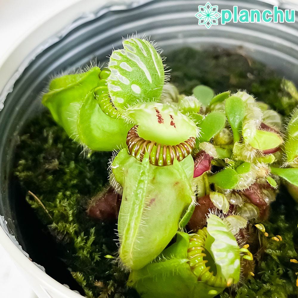 楽天市場】PLANCHU 食虫植物 ピンギキュラ 福丸 2号鉢 育て方