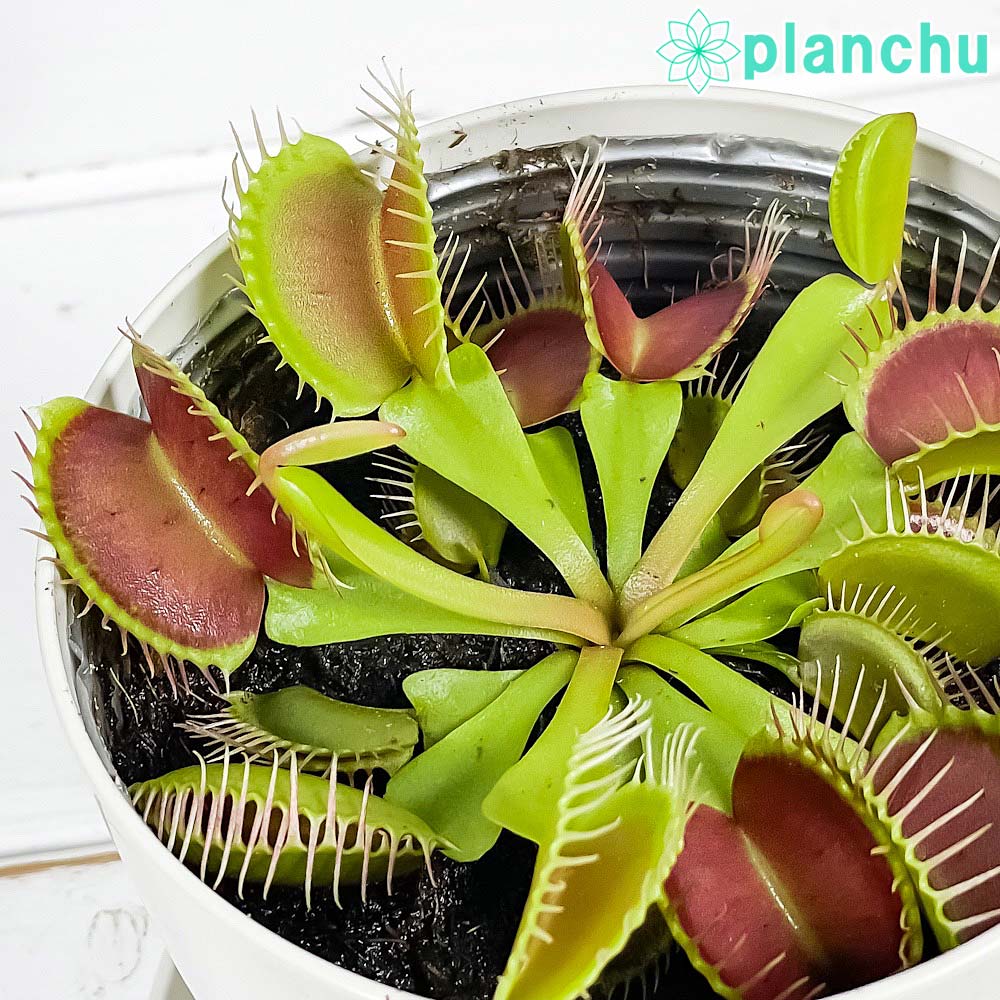 楽天市場】PLANCHU 食虫植物 ネペンテス アラタ ヒスイ 5号吊り