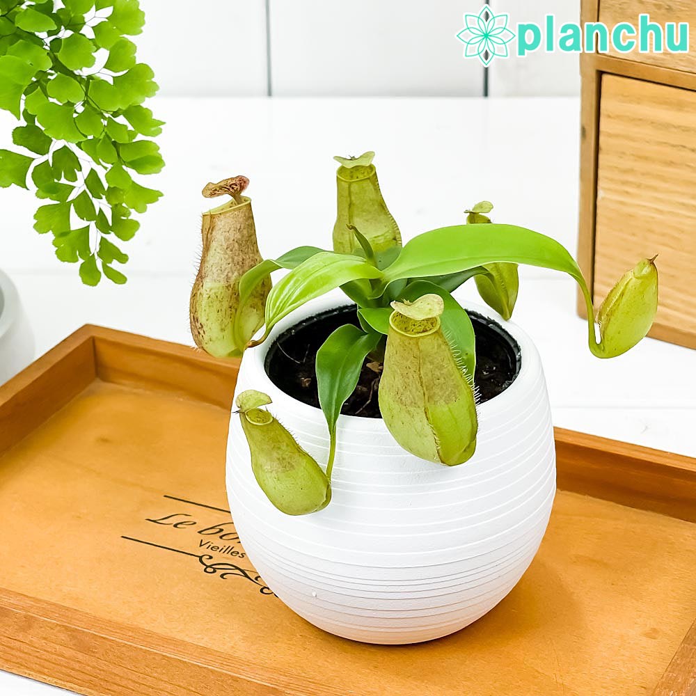 khiです♪2鉢価格！ネペンテス　アラタ　食虫植物　苗　苗木　ヒスイ　5号 PLANCHU 食虫植物 ネペンテス アラタ ヒスイ 5号吊り鉢 育て方