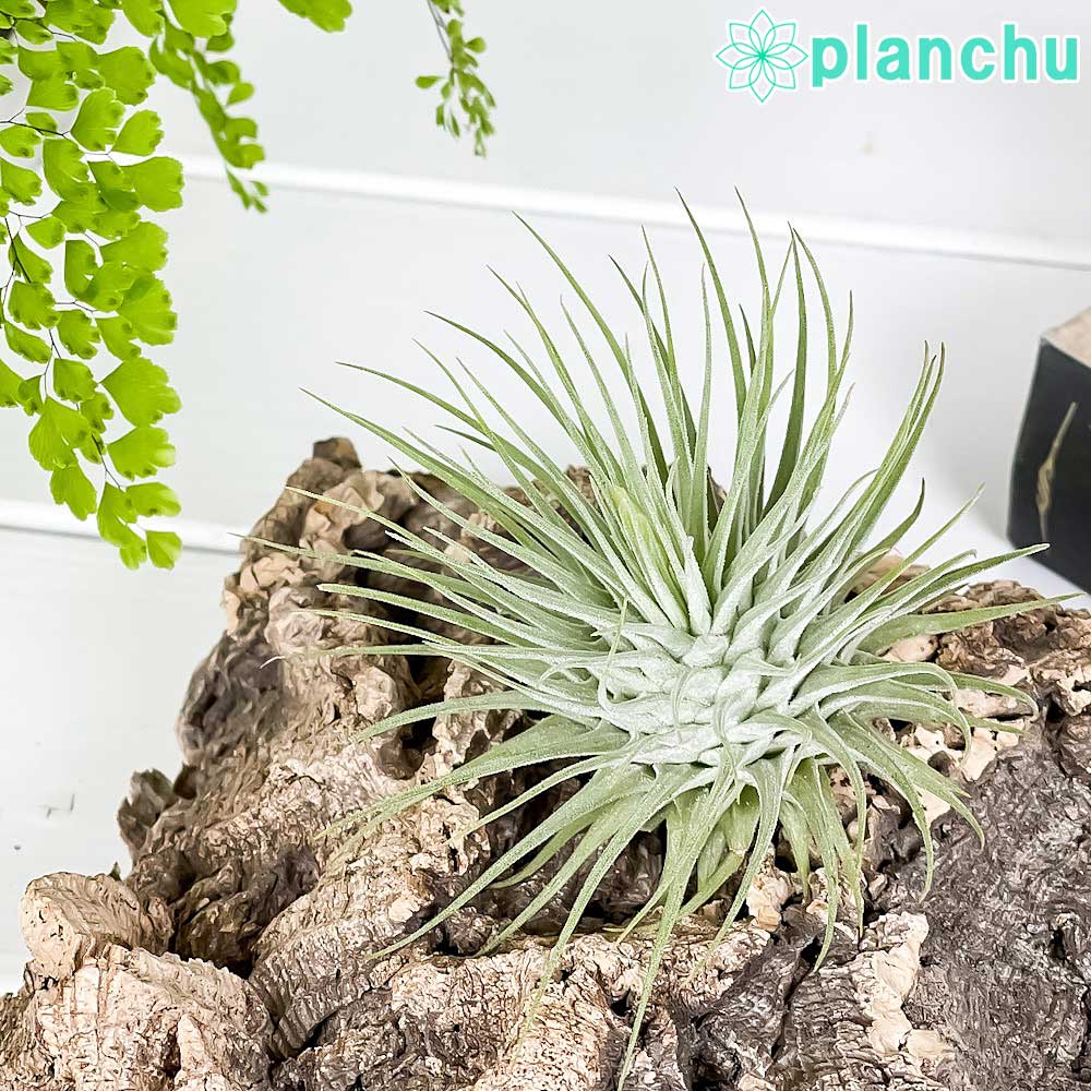 M*s様 現物　チランジア・ハリシー ＸＬ　花付き ハリシー XLサイズ 6号 | air-plants TENGU-DO