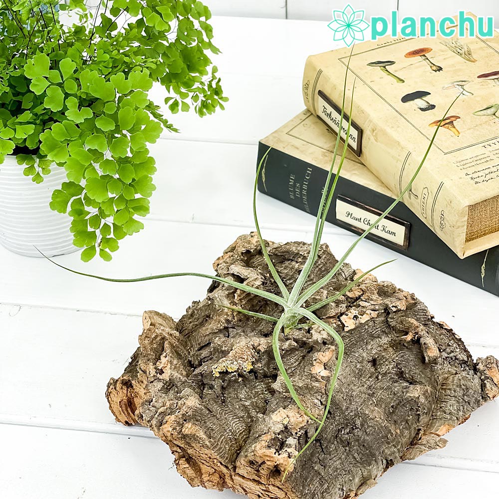 楽天市場】PLANCHU 観葉植物 エクメア ファシアータ 5号鉢