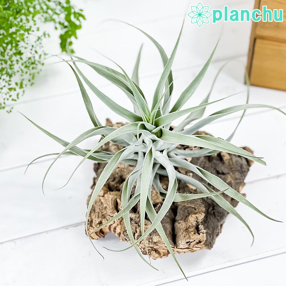 ブロメリア・エアープランツ Tillandsia kautskyi Tillandsia kautskyi hybrid (purple silver form) - Bird Rock