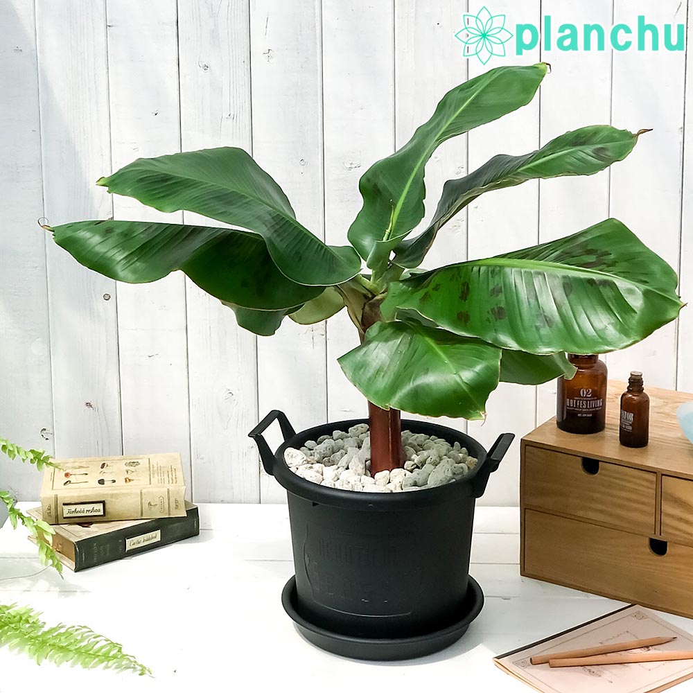 楽天市場】PLANCHU 熱帯果樹 ムサ モンキーバナナ 7号鉢 受け皿