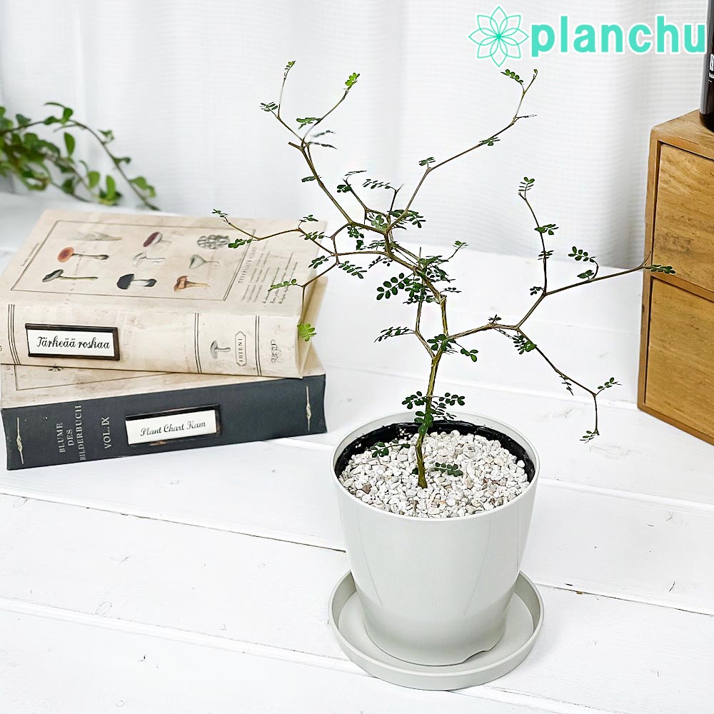 楽天市場】PLANCHU 観葉植物 ガジュマル 太幹大株 8号平鉢 受け皿付き